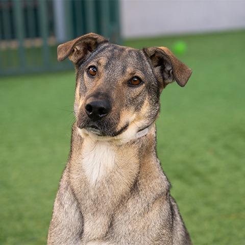 Enlarge Josie, a Adoptable mixed breed in Pasadena, CA image 2/6