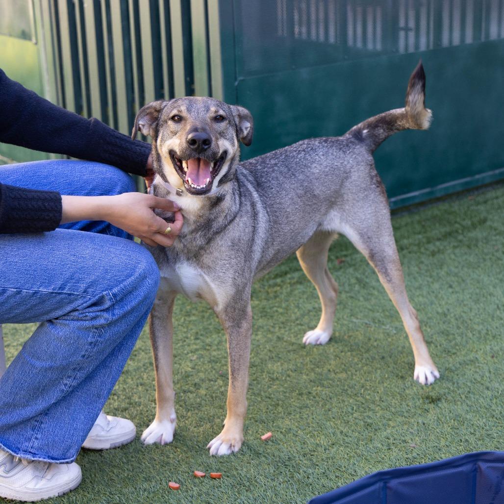 Enlarge Josie, a Adoptable mixed breed in Pasadena, CA image 3/6