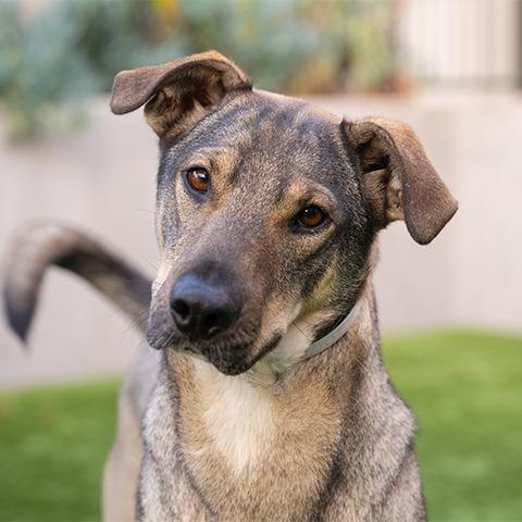 Enlarge Josie, a Adoptable mixed breed in Pasadena, CA image 4/6