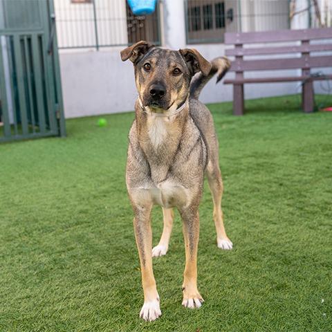 Enlarge Josie, a Adoptable mixed breed in Pasadena, CA image 5/6