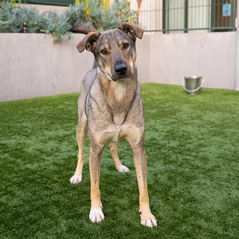Enlarge Josie, a Adoptable mixed breed in Pasadena, CA image 6/6