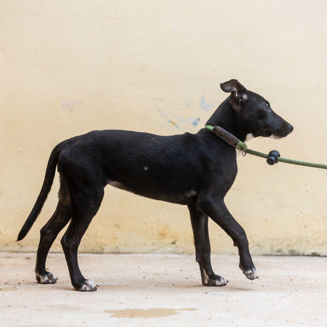 Enlarge Mae, a ADOPTABLE mixed breed in New York, NY image 4/6