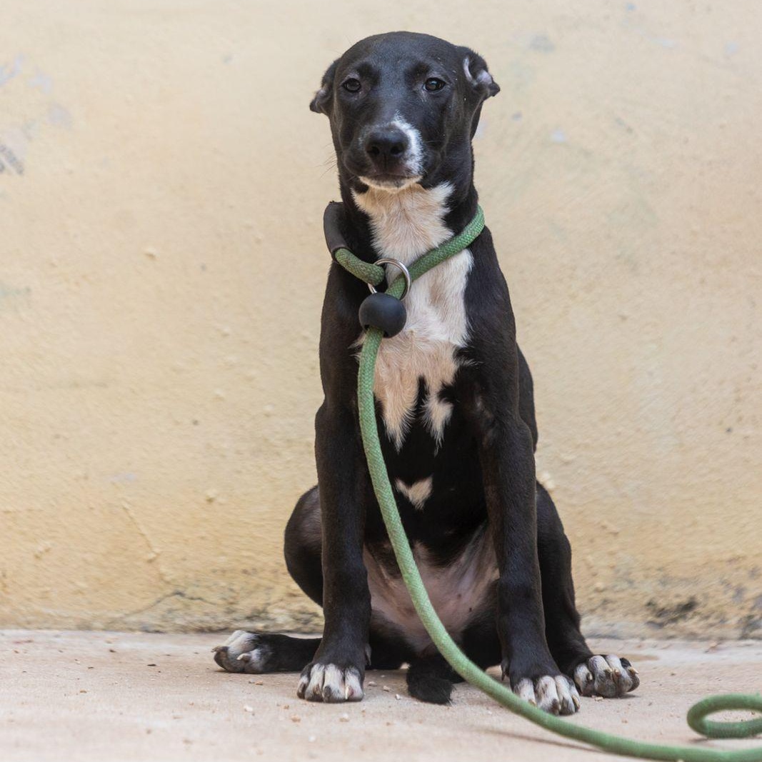 Mae, ADOPTABLE, Young Female Coonhound & Whippet.