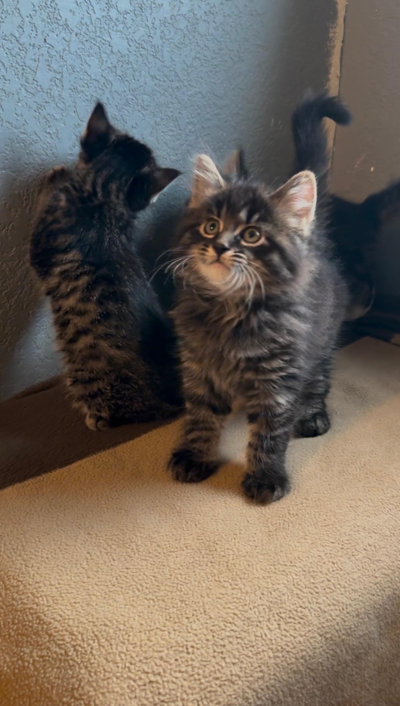 Buzz, adopted, Kitten Male Domestic Long Hair.