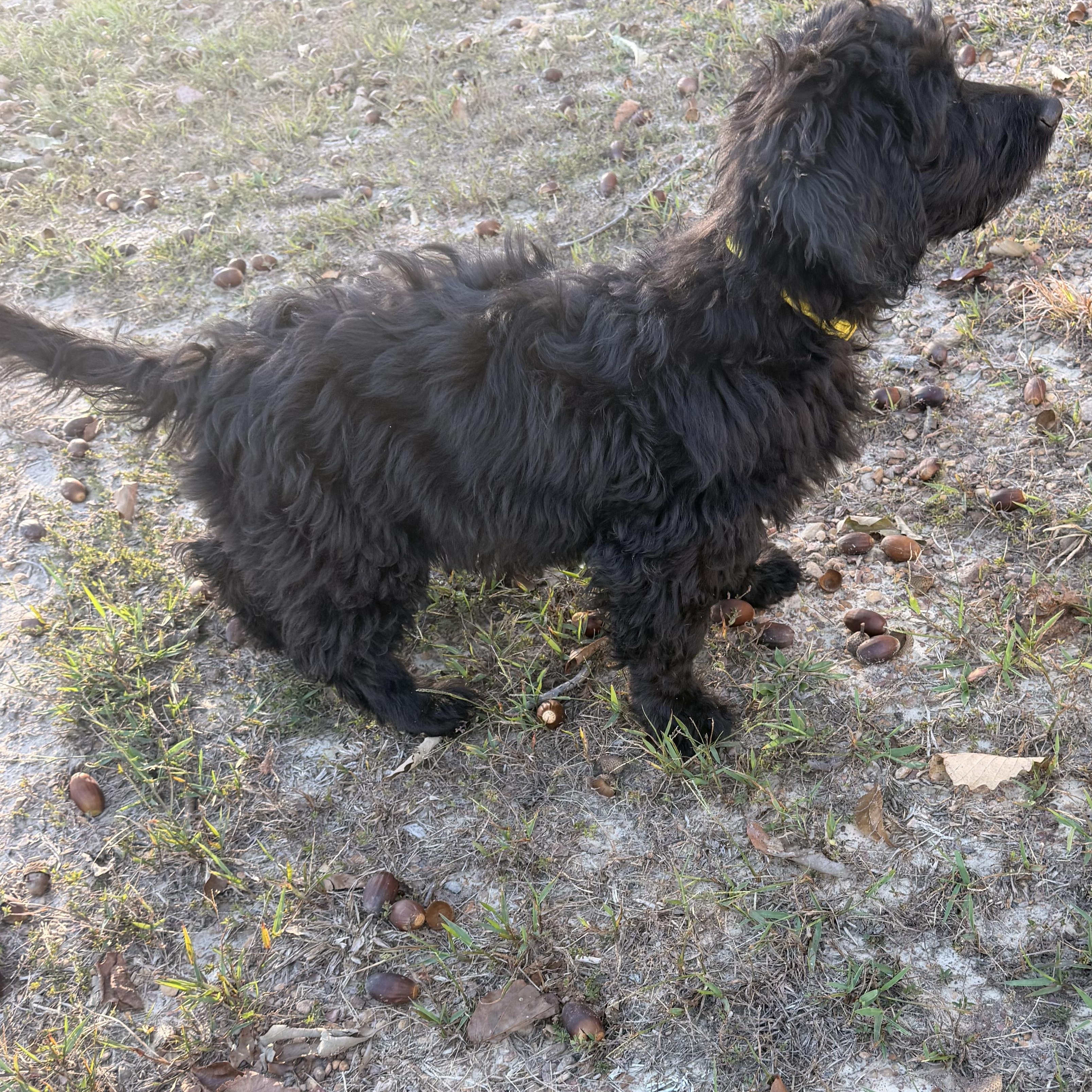 Enlarge Wiggy, a Adoptable mixed breed in Harrisburg, PA image 5/6