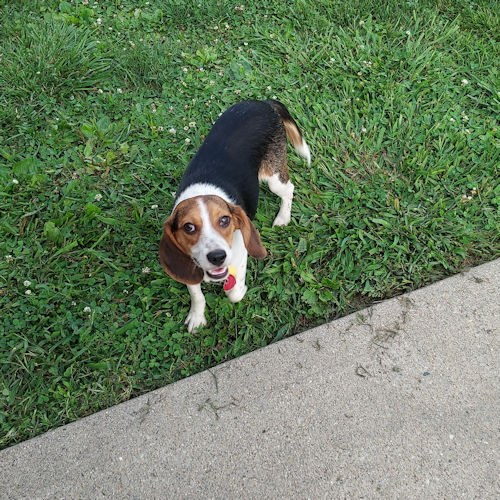 Enlarge Dean, a Adopted Beagle in Toledo, OH image 2/2