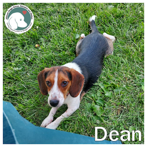 Enlarge Dean, a Adopted Beagle in Toledo, OH image 1/2