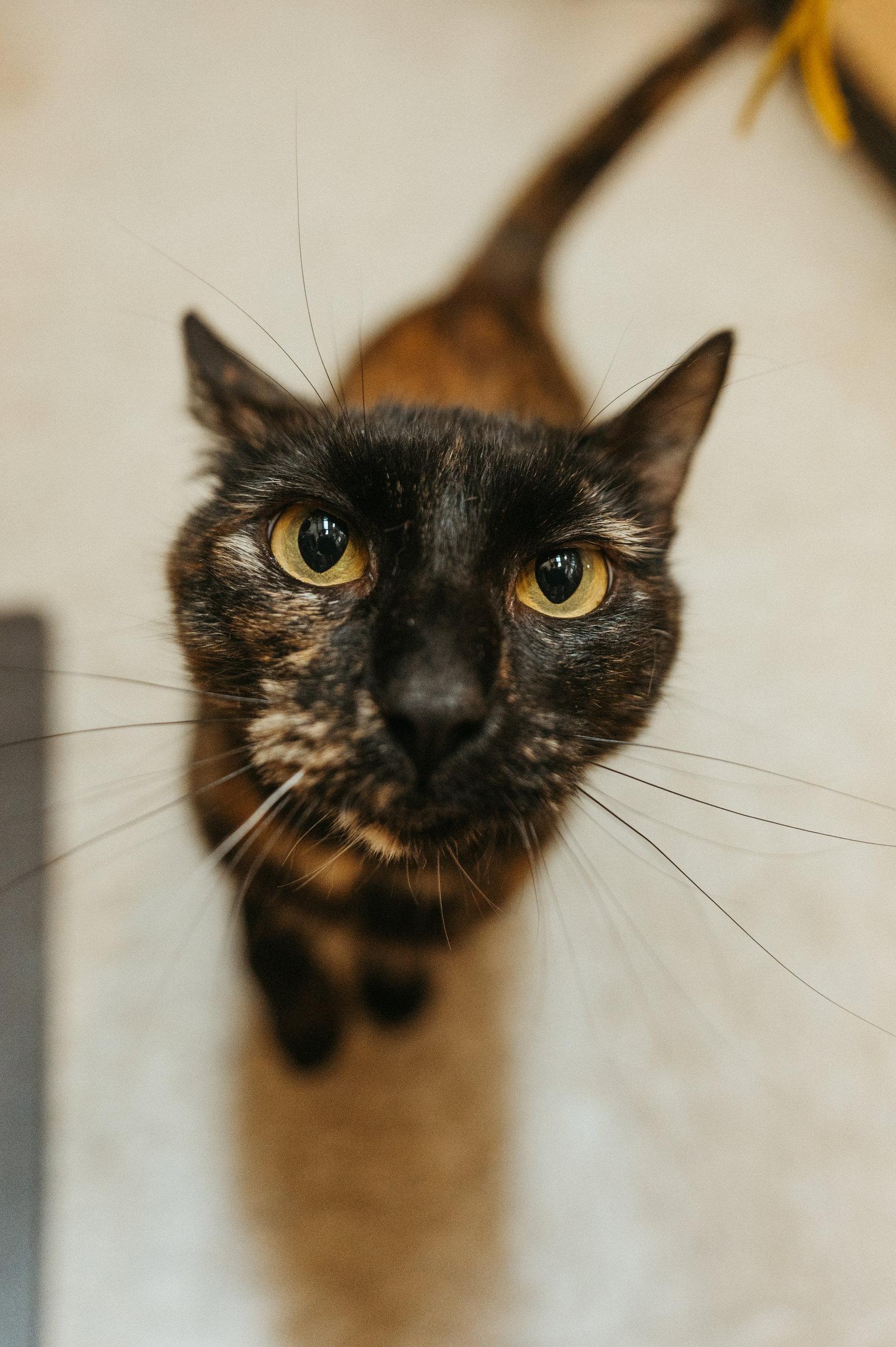 Enlarge Delilah May, a Adoptable mixed breed in McKinney, TX image 1/3