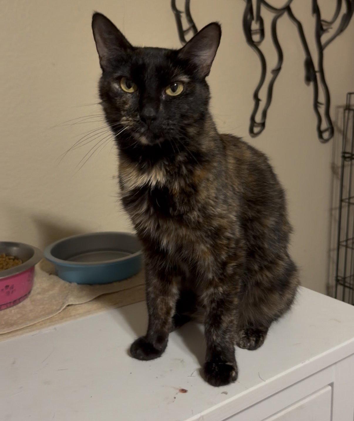 Enlarge Delilah May, a Adoptable mixed breed in McKinney, TX image 2/3