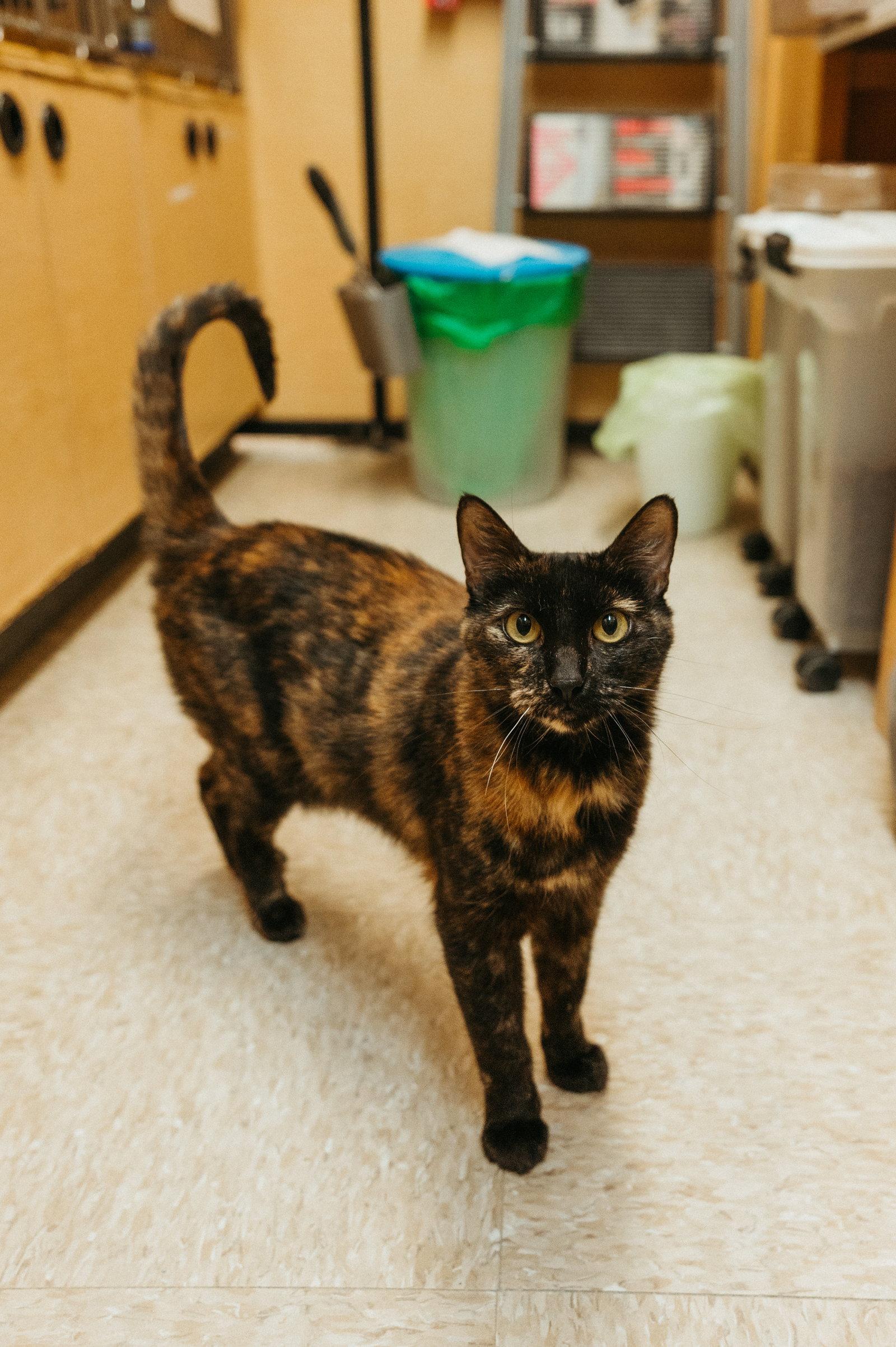 Enlarge Delilah May, a Adoptable mixed breed in McKinney, TX image 3/3
