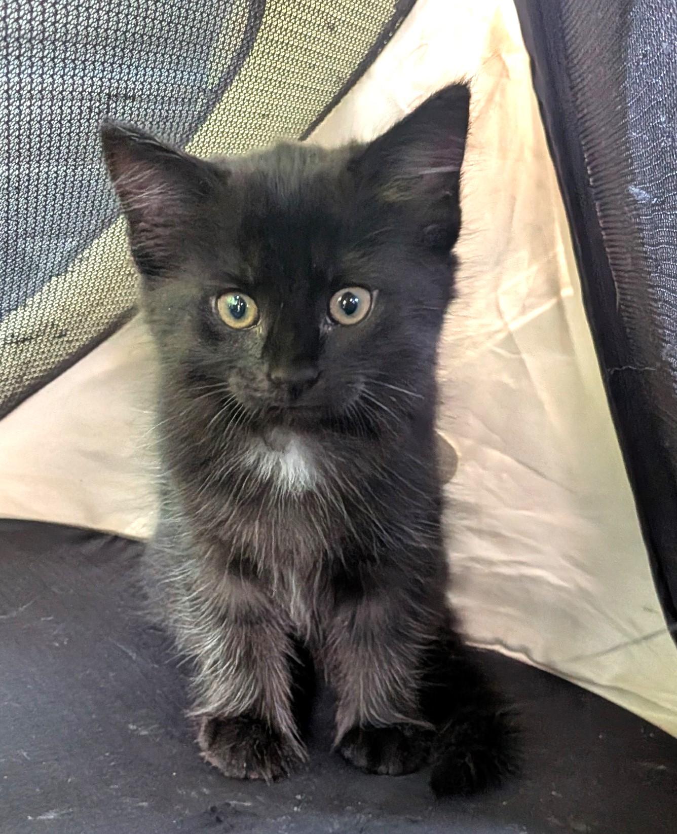 Tapioca, ADOPTABLE, Kitten Female Domestic Medium Hair.