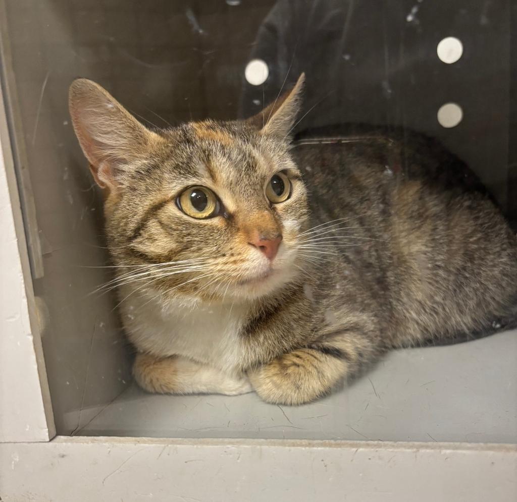 Enlarge Cheerio, a Adoptable mixed breed in Greenfield, IN image 1/2