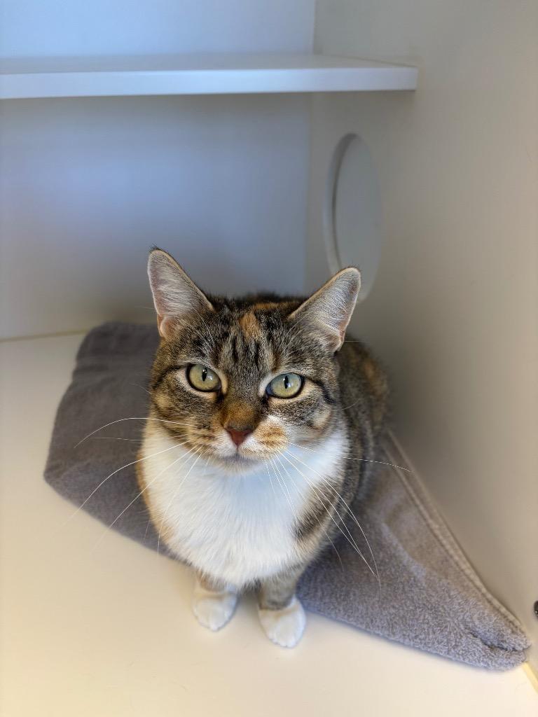 Enlarge Cheerio, a Adoptable mixed breed in Greenfield, IN image 2/2