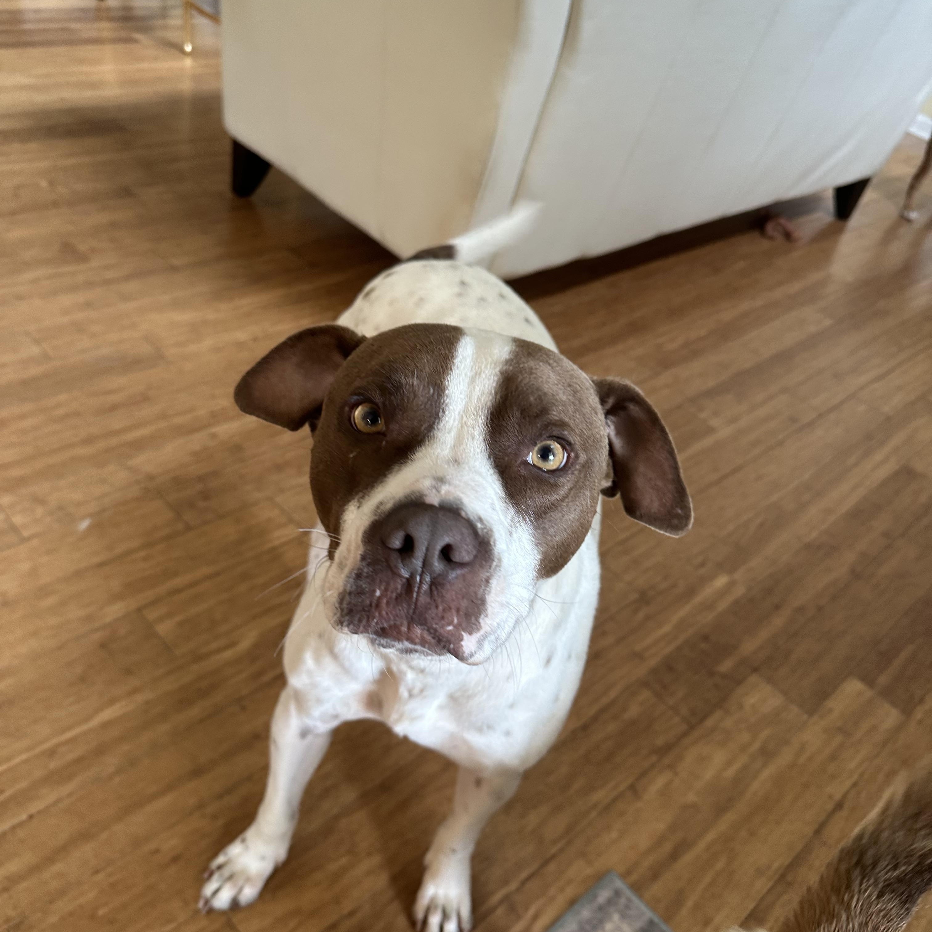 Charlie, a Adoptable mixed breed in Alabaster, AL image 2/6