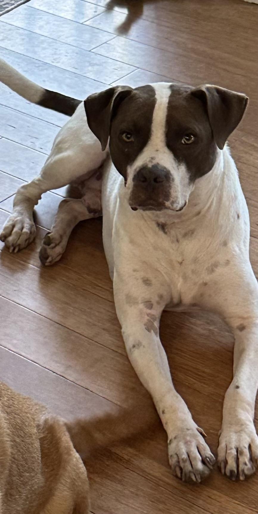 Charlie, a Adoptable mixed breed in Alabaster, AL image 4/6