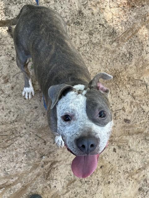 Enlarge BAKER, a Adoptable American Staffordshire Terrier in Tallahassee, FL image 1/1
