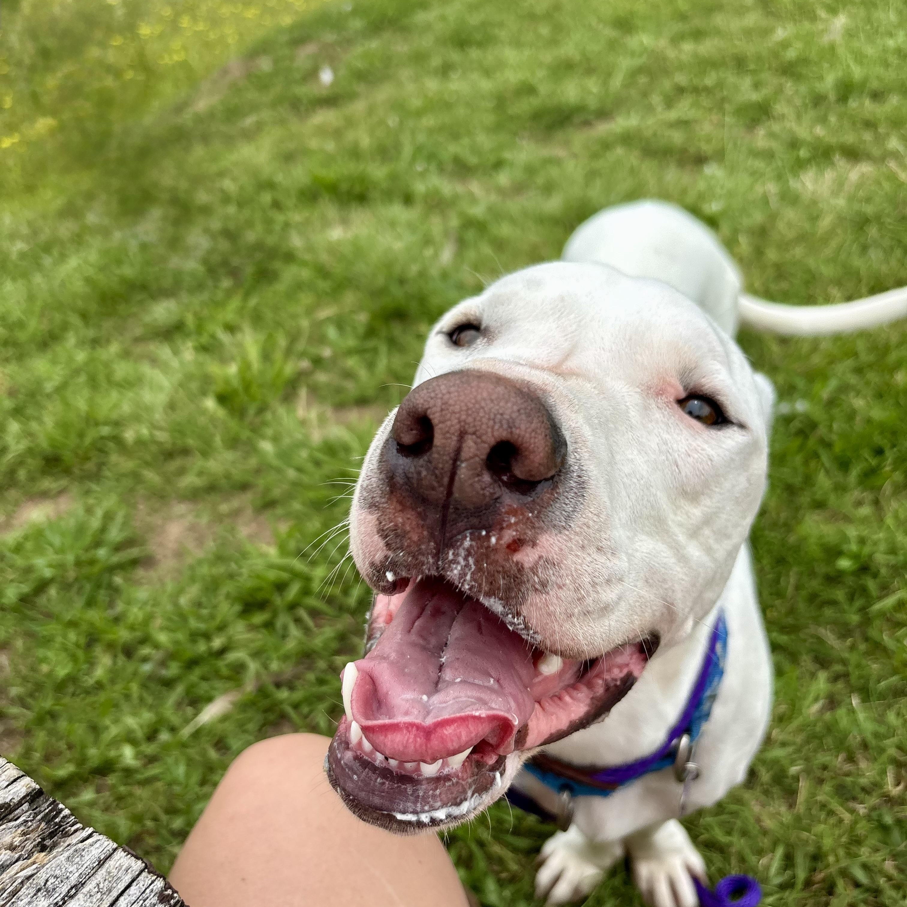 Enlarge Happy, a Adoptable mixed breed in High View, WV image 3/6