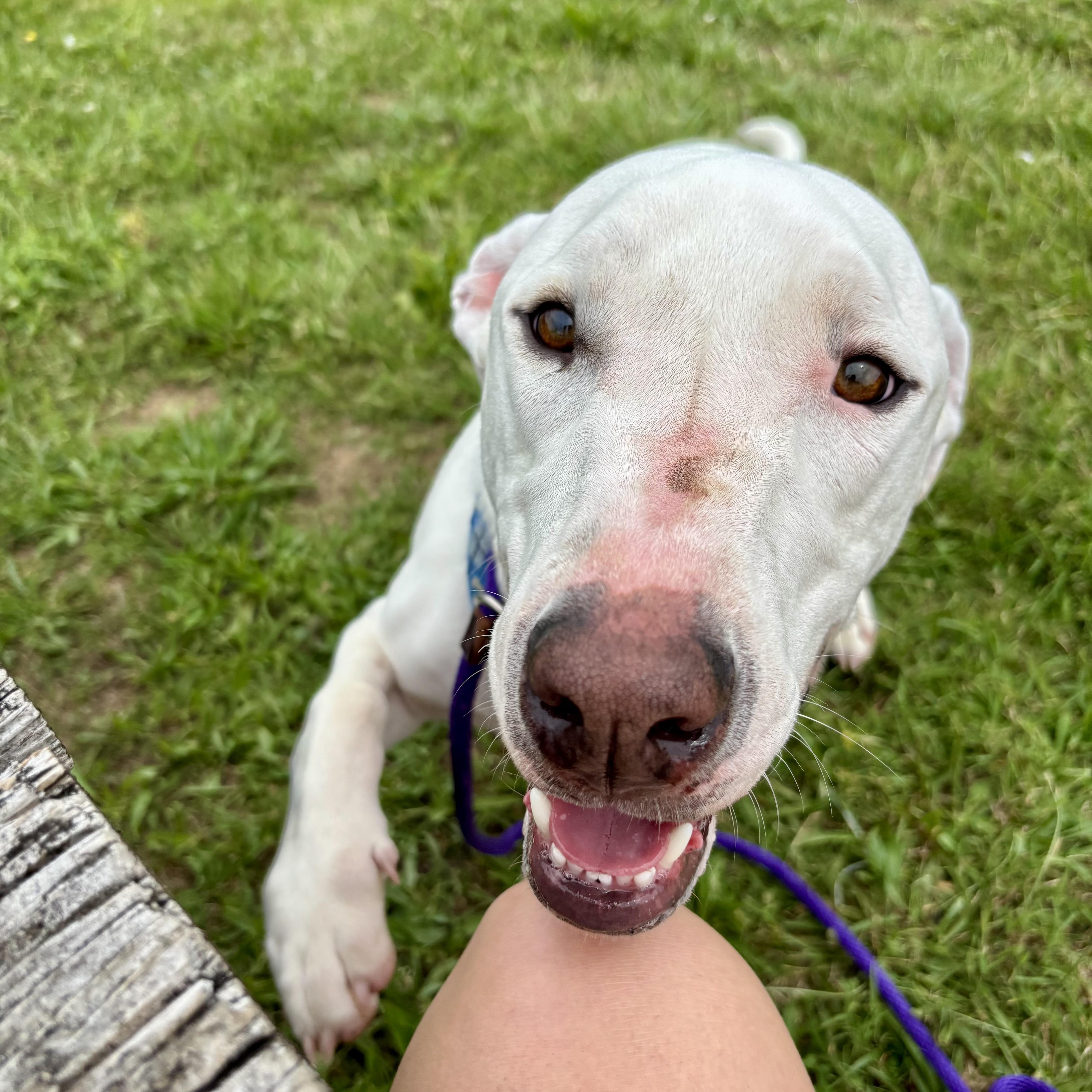 Happy, Adoptable, Young Male Labrador Retriever & Basset Hound.