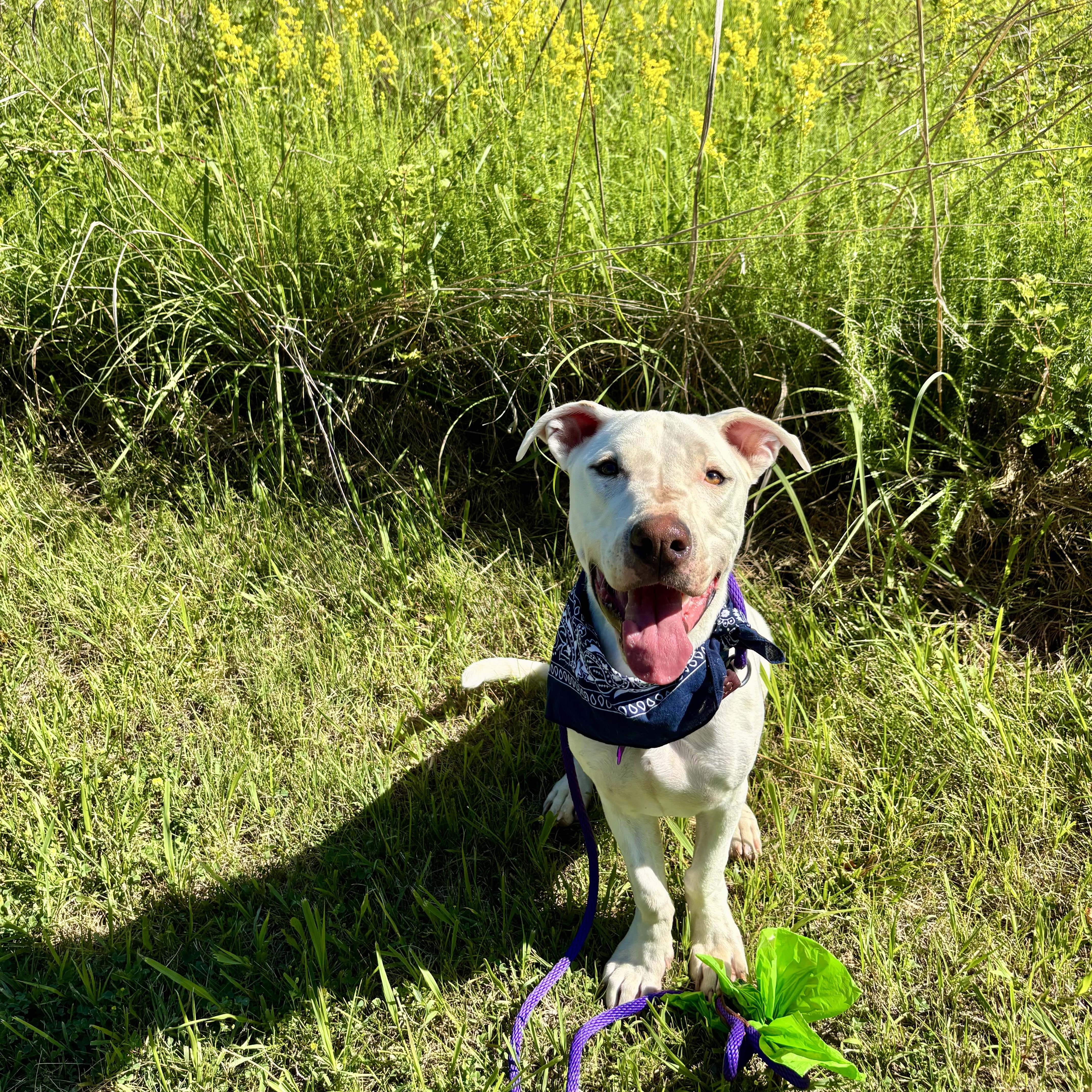 Enlarge Happy, a Adoptable mixed breed in High View, WV image 2/6