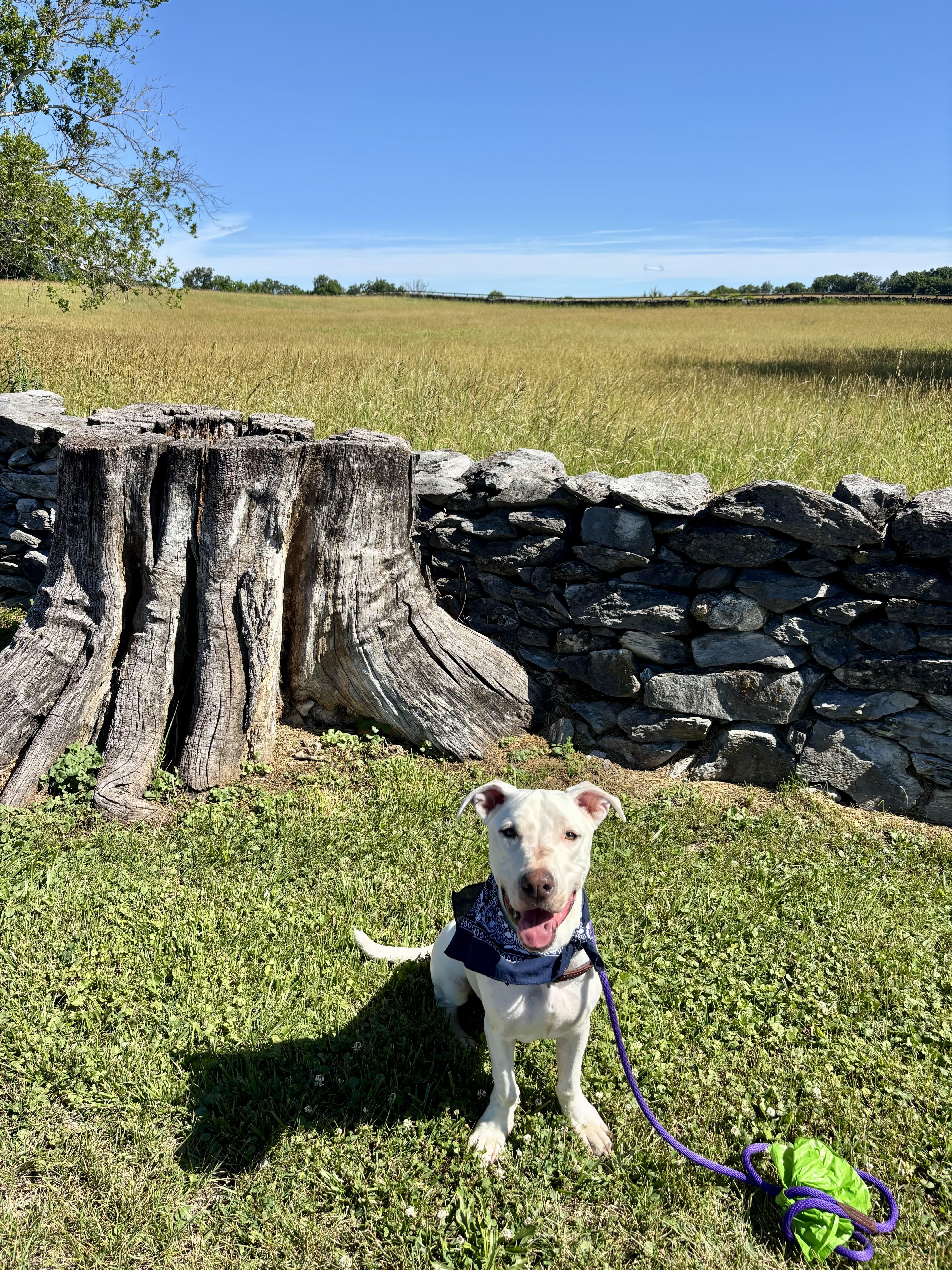 Enlarge Happy, a Adoptable mixed breed in High View, WV image 4/6