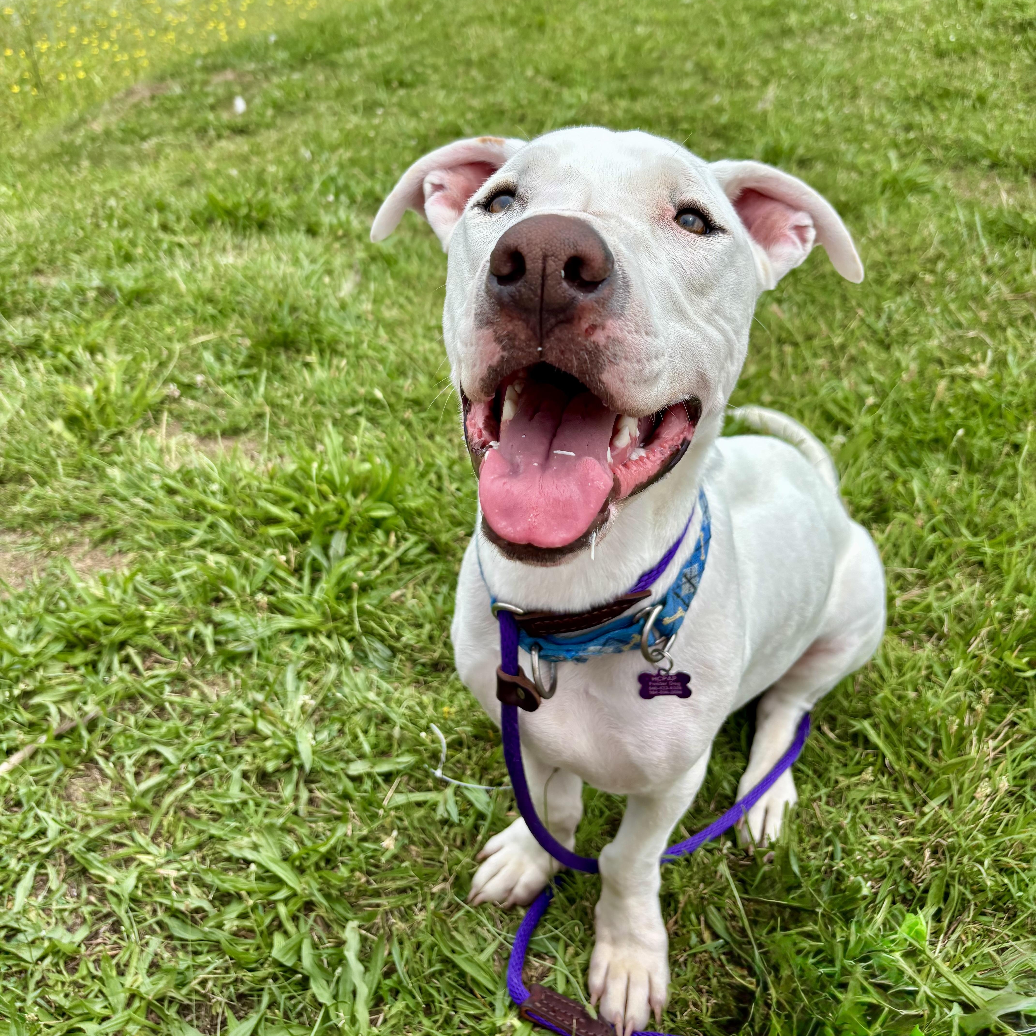 Enlarge Happy, a Adoptable mixed breed in High View, WV image 5/6