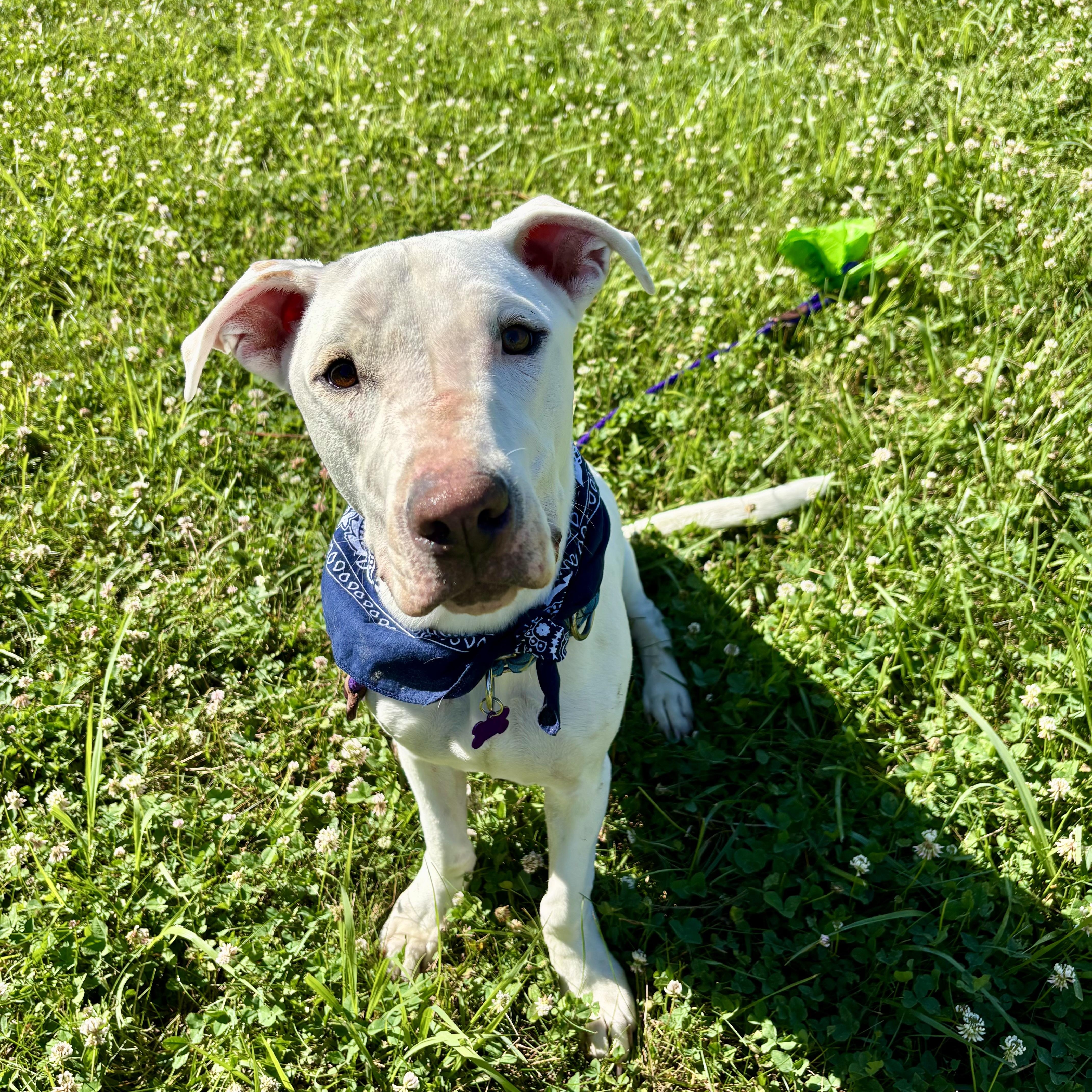 Enlarge Happy, a Adoptable mixed breed in High View, WV image 6/6