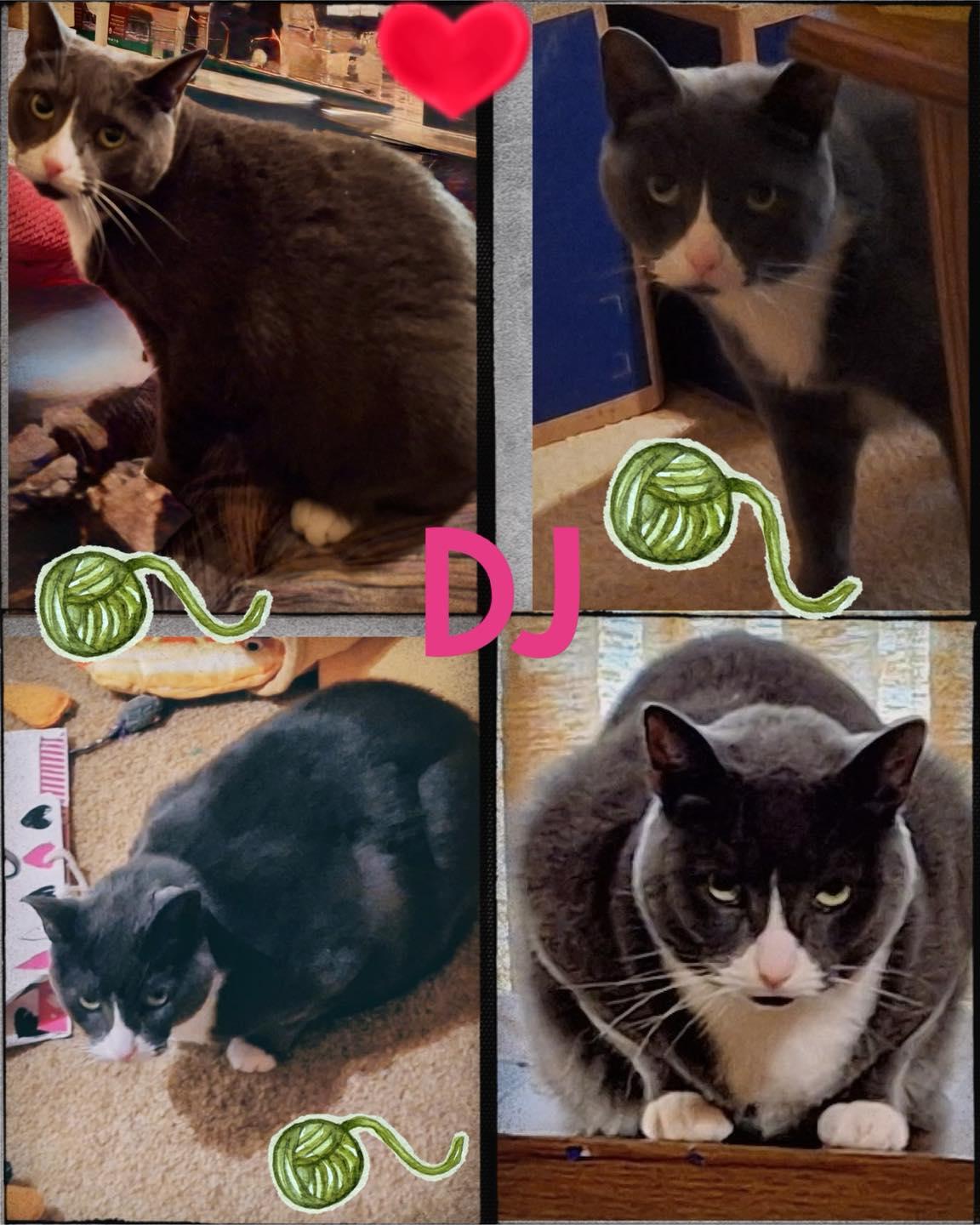 DJ, Adoptable, Adult Female Domestic Short Hair.