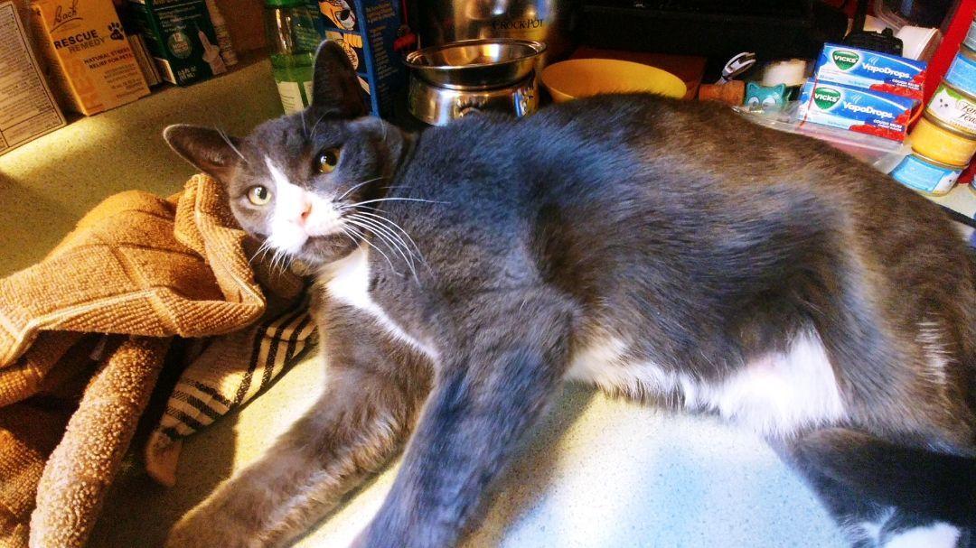 Enlarge DJ, a Adoptable Domestic Short Hair in Kenosha , WI image 2/3
