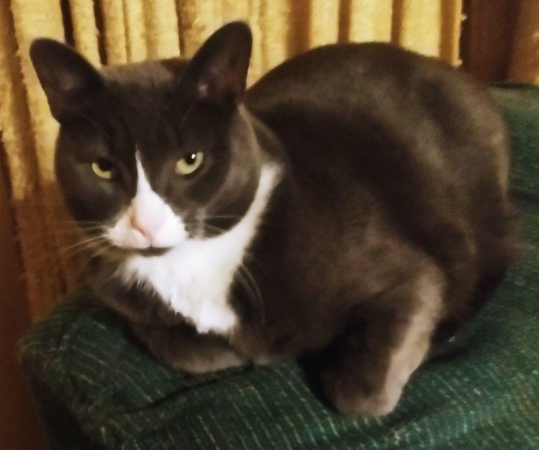 Enlarge DJ, a Adoptable Domestic Short Hair in Kenosha , WI image 3/3