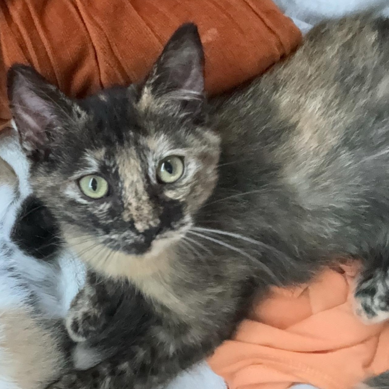 Enlarge Callie & Whiskey, a Adoptable Domestic Short Hair in Lemont, IL image 1/3