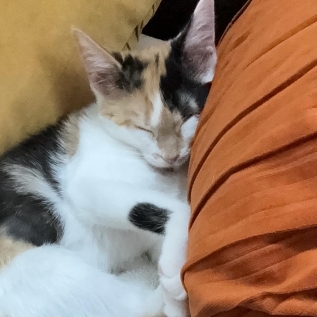 Callie & Whiskey, Adoptable, Young Female Domestic Short Hair.