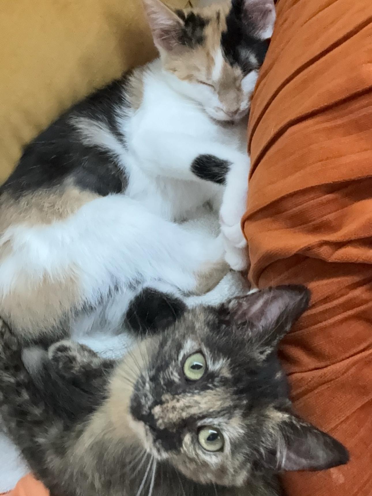 Enlarge Callie & Whiskey, a Adoptable Domestic Short Hair in Lemont, IL image 3/3