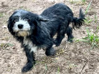 Ethyl, an adopted mixed breed in Ladson, SC image 3/4