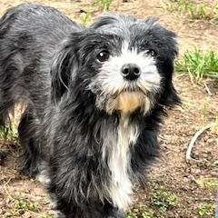 Ethyl, an adopted mixed breed in Ladson, SC image 4/4
