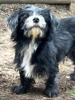 Ethyl, an adopted mixed breed in Ladson, SC image 2/4