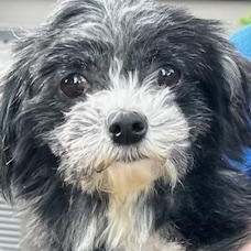 Ethyl, adopted, Adult Female Shih Tzu.