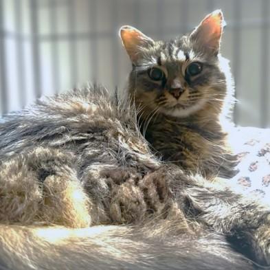 MARVELOUS MIMOSA - MAINE COON