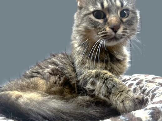 MARVELOUS MIMOSA - MAINE COON