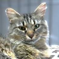 MARVELOUS MIMOSA - MAINE COON