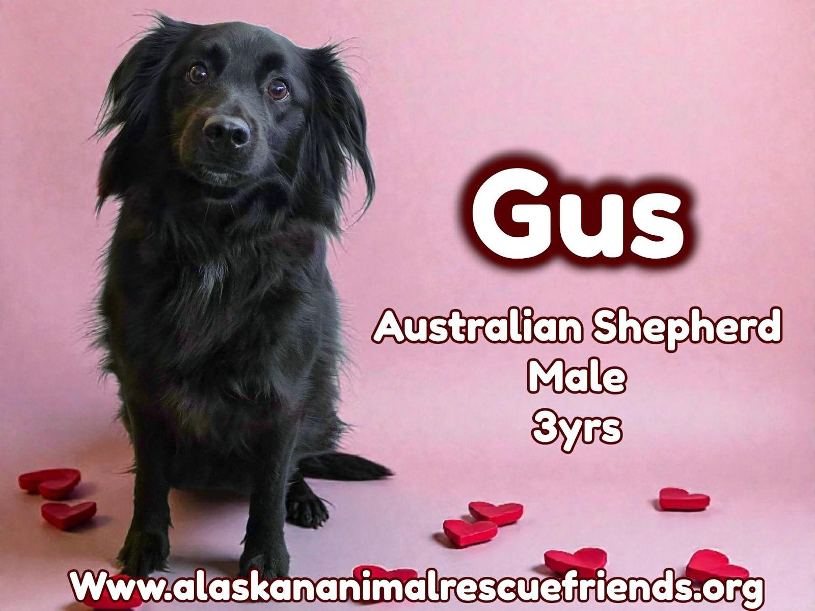 Gus, Adoptable, Adult Male Australian Shepherd.