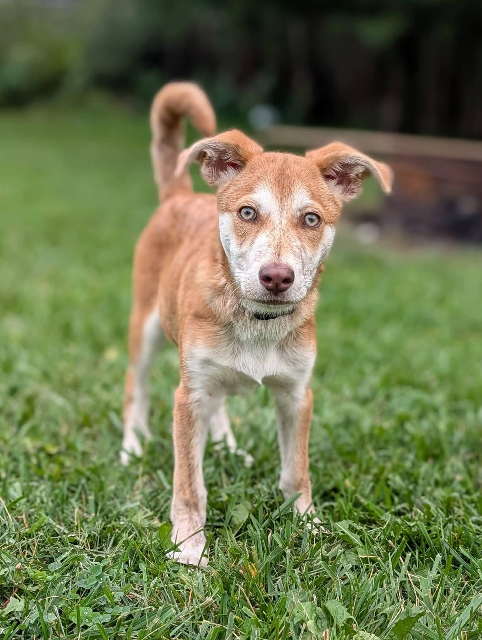Enlarge Jack, a Adoptable mixed breed in Grand Rapids, MI image 3/3