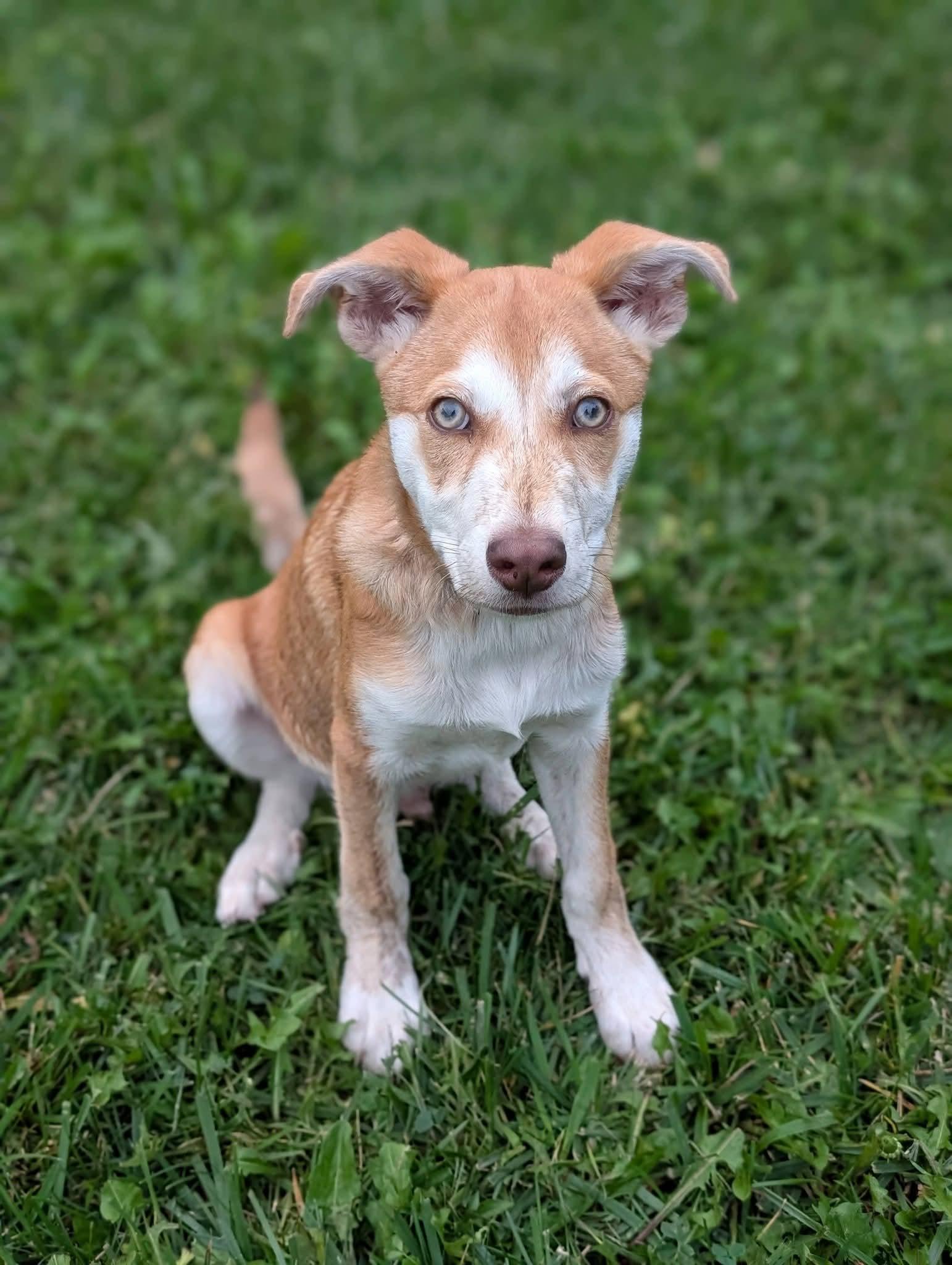 Enlarge Jack, a Adoptable mixed breed in Grand Rapids, MI image 2/3