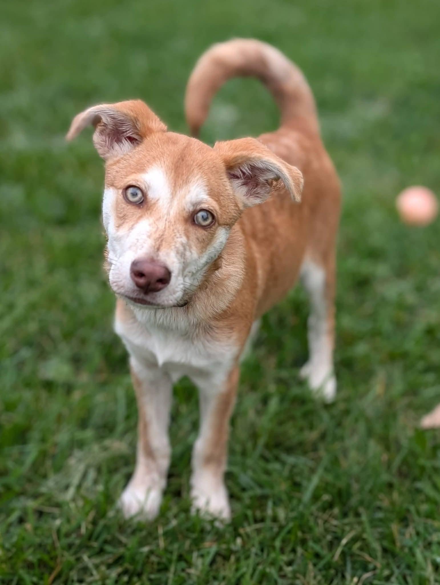Jack, Adoptable, Puppy Male Labrador Retriever.