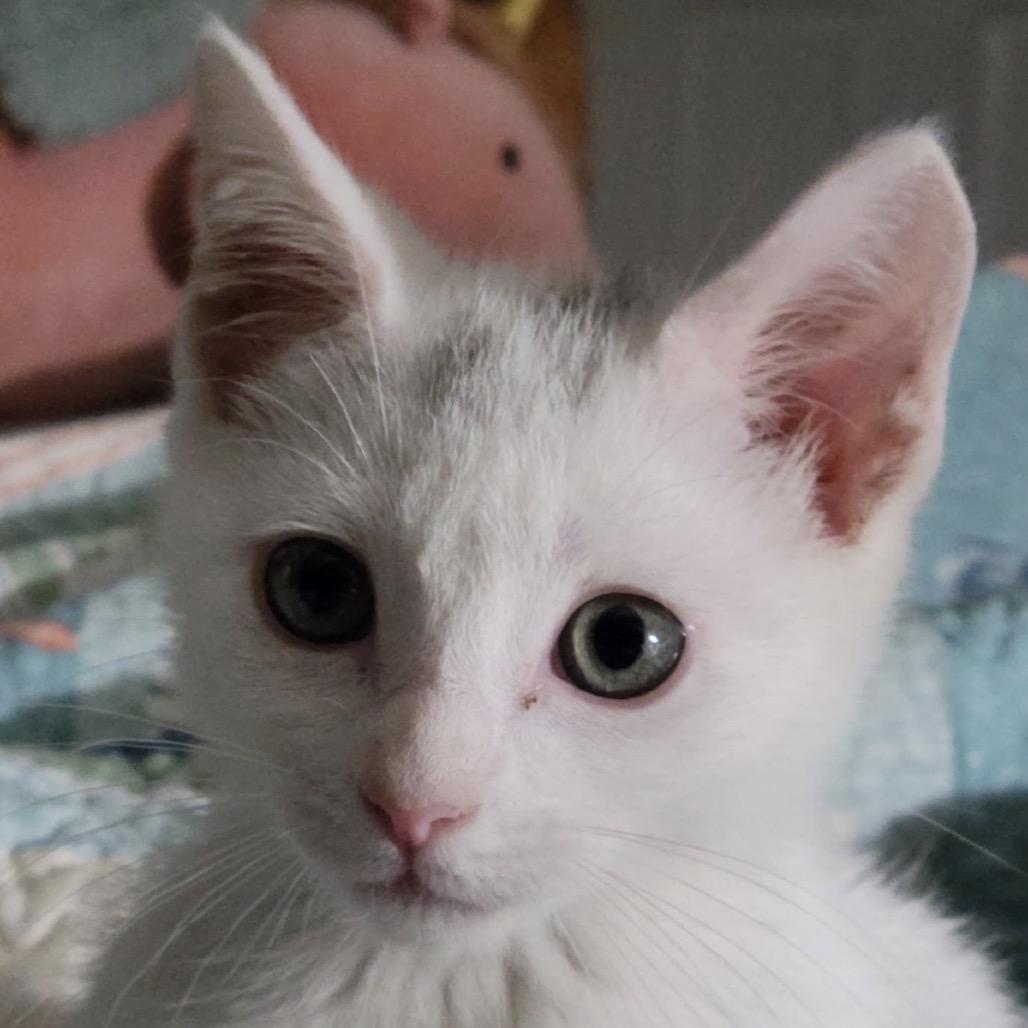 Enlarge Koopa Troopa, a Adoptable Domestic Short Hair in TITUSVILLE, FL image 1/3