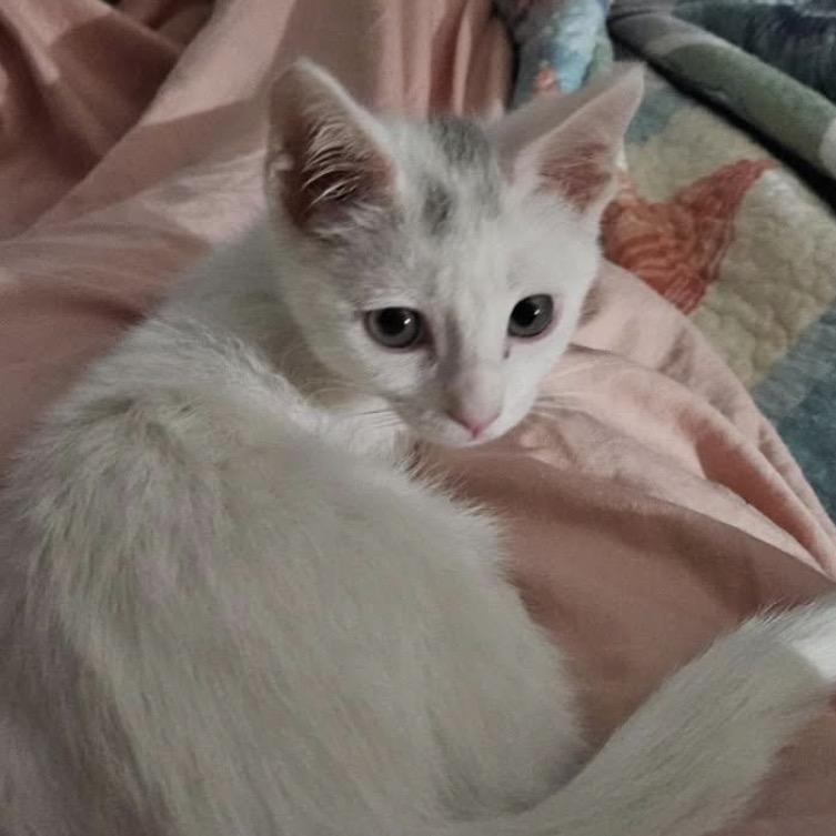 Enlarge Koopa Troopa, a Adoptable Domestic Short Hair in TITUSVILLE, FL image 3/3