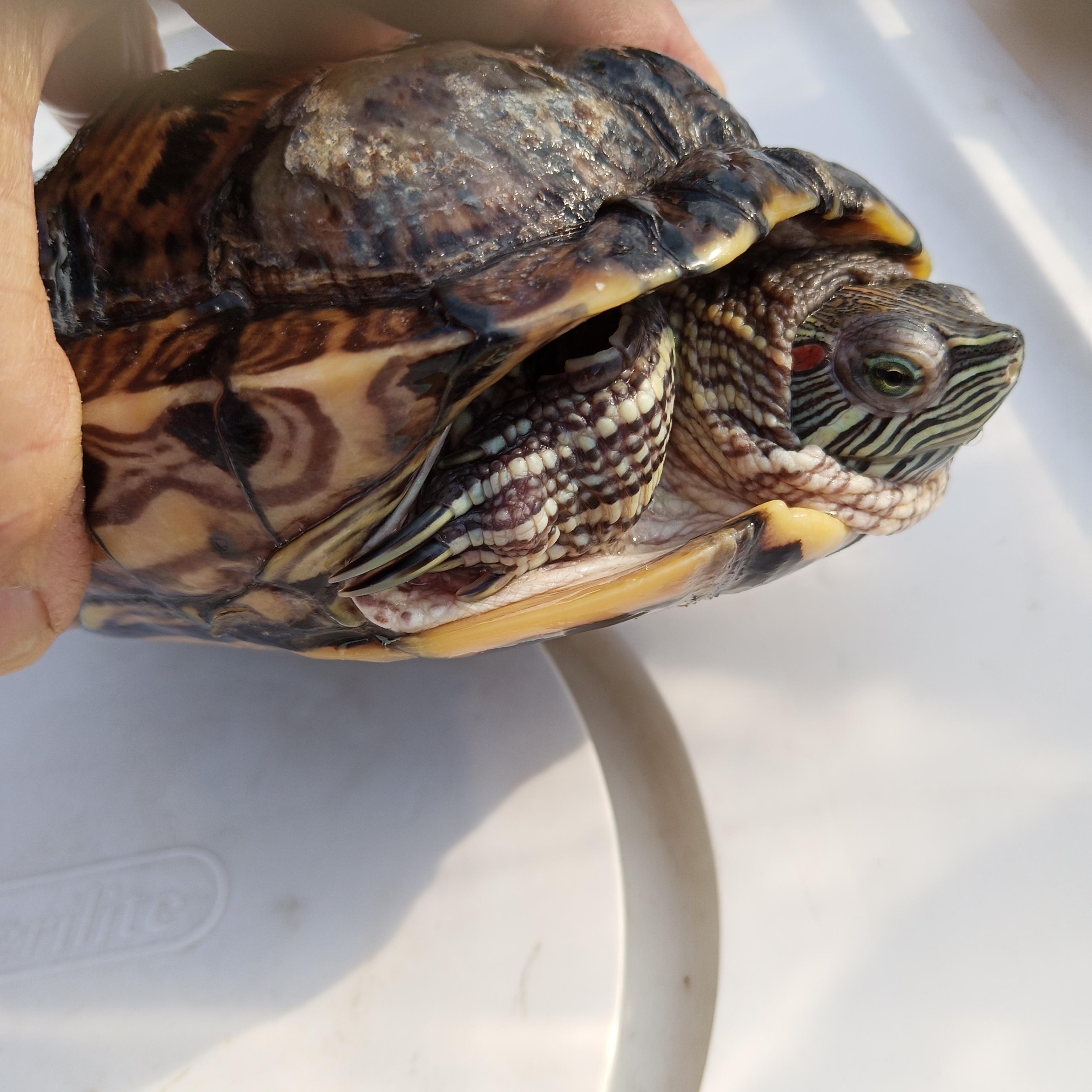 Enlarge RES turtle 32-25, a Adoptable Red-Eared Slider in Modesto, CA image 1/1