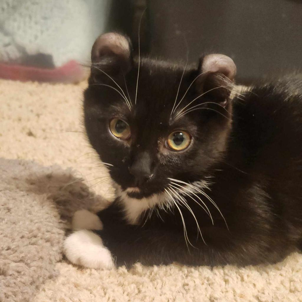 Pepperoni Casper, Adoptable, Young Male American Curl.