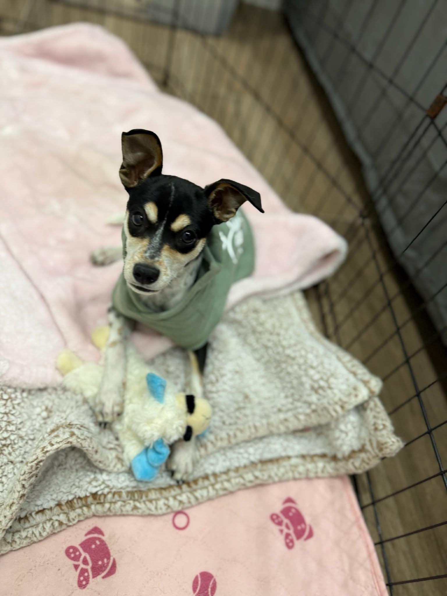 Enlarge Joe, a ADOPTABLE mixed breed in Boise, ID image 2/3