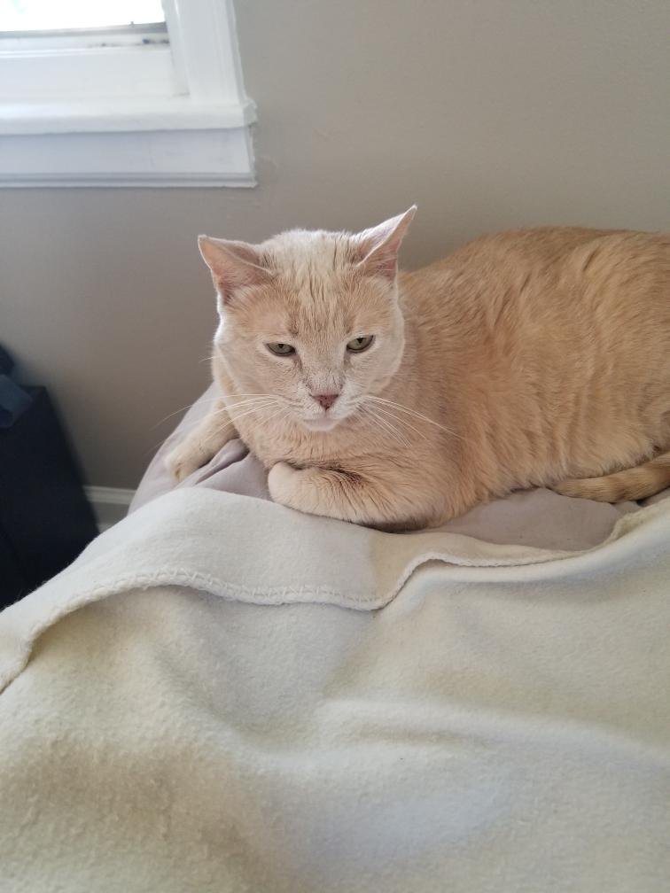 Enlarge Blondie (Courtesy Post), a Adoptable Domestic Short Hair in Talbott, TN image 2/3