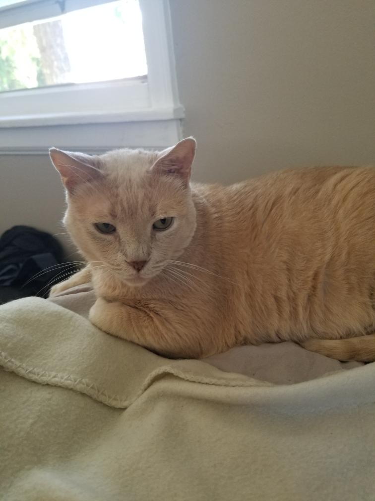 Enlarge Blondie (Courtesy Post), a Adoptable Domestic Short Hair in Talbott, TN image 1/3